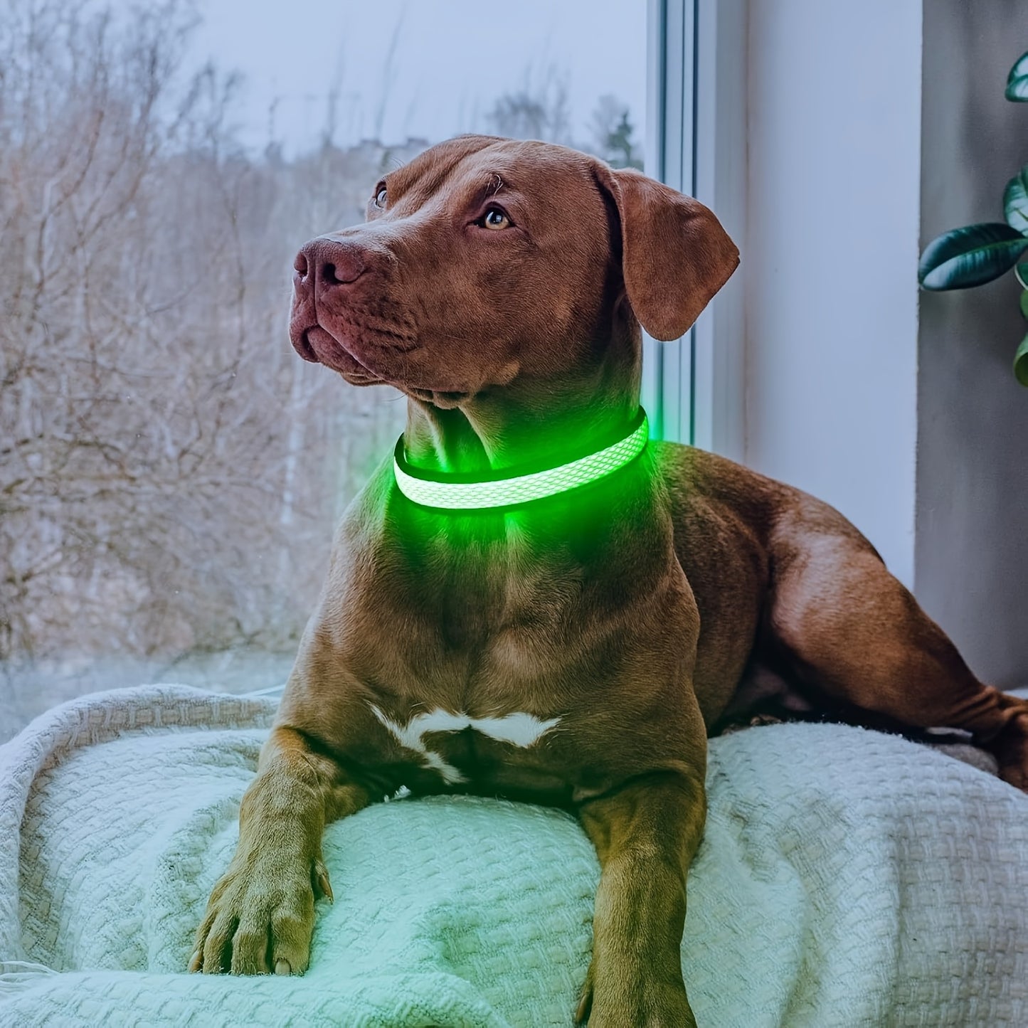 LED Dog Collar luminous USB rechargeable 1pc